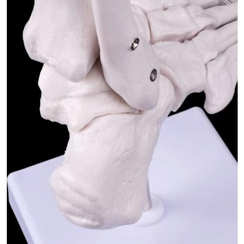 H4GA Life size Foot Ankle Joint Anatomical Skeleton Model Display Study Tool