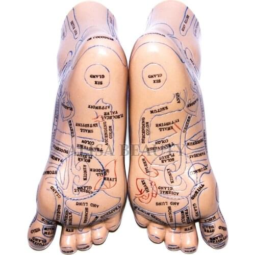 High quality 20cm Foot acupuncture model foot acupuncture needle acupoint model foot acupuncture point model Teaching Tool 2pcs