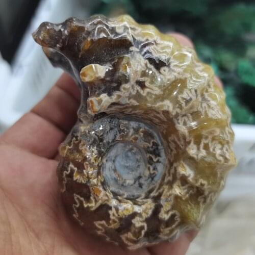 Natural Ammonite Snail Marine Paleontological Fossil Conch Nautiloidea Mineral Specimen Stones Collection Students Children Gift
