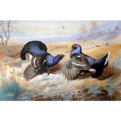 Hand Painted Home Decorative Animal Painting for Kitchen Canvas Art Blackcocks at The Lek, 1901 by Archibald Thorburn