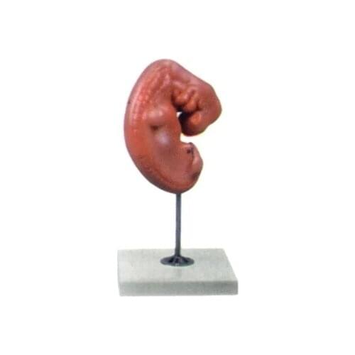 Embryo enlargement model Pregnancy development process model Peripheral embryo model 25*14.5*12cm