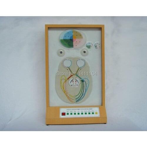 Free shipping&Visual conduction pupil to light reflex electric model, eye model, science and education, anatomical model