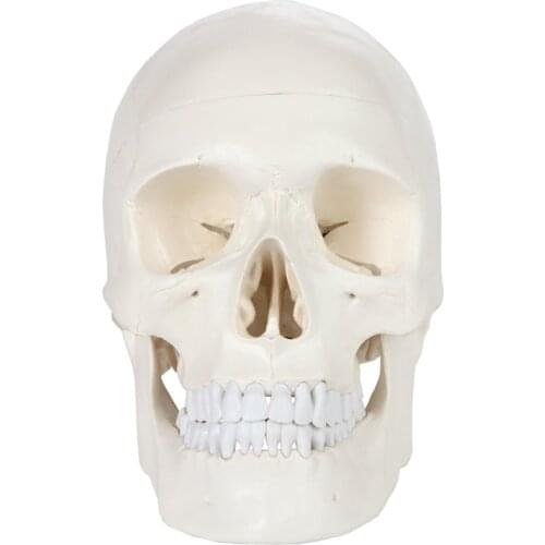 1:1 Human Skeleton Skull Anatomy Model Medical Science Teaching Resources Dropshipping