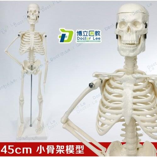 Human Skeleton Model, 45CM Human Spine Skeleton Model, Human Skeleton Model, Anatomical Model Education and Training Biological