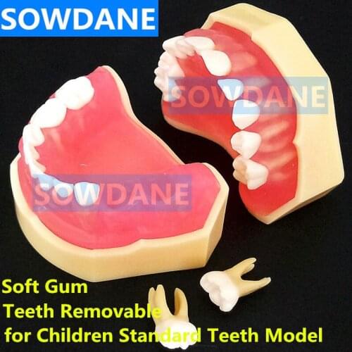 Dental 1:1 Study Teaching Model Dental Children Standard Model Removable Teeth Soft Gum Kid TYPODONT Model