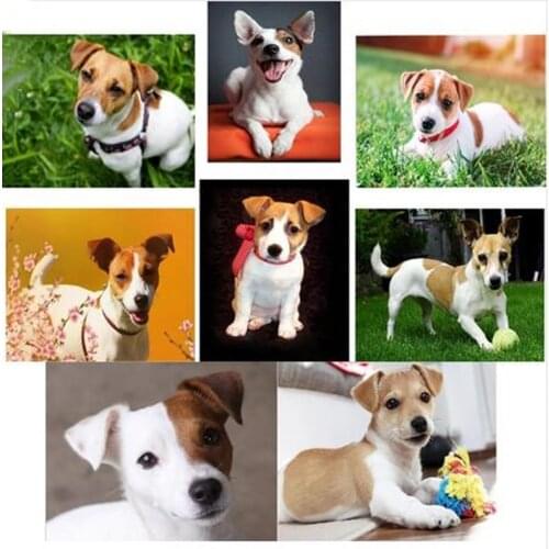 Full Square Round Drill dog jack russel diamond embroidery 5d diy diamond painting Cross Stitch rhinestones embroideryZP-2375