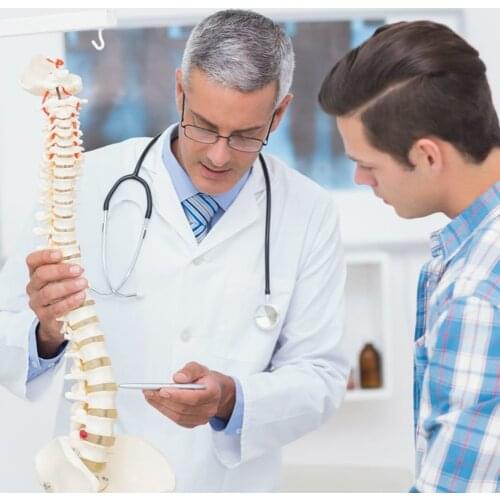 45cm Anatomical Spine Model Pelvic Flexible Model Anatomy Learning Teaching Tool Aids DQ-Drop