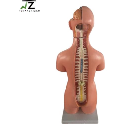 Medical Teaching 55CM Human Unisex Anatomical Torso 20 Parts
