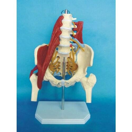 Human lumbar spine with muscle model Pelvic lumbar disc herniation Maternal pelvic floor muscle repair sacral bone