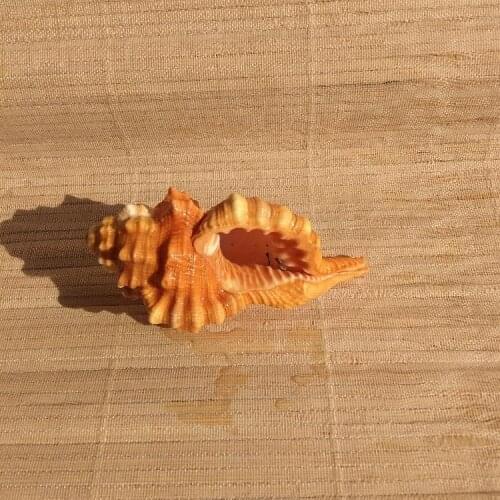 3pcs 6-9cm natural conch shell conch collection specimenaquarium fish tank decorative landscaping