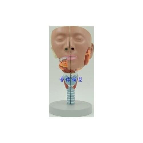 Throat anatomical model Tongue muscle Mouth nose Pharyngeal muscle model free shipping