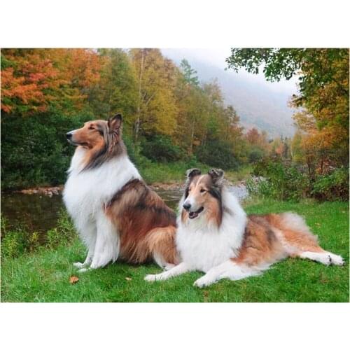5D DIY Diamond Painting"Sheepdog sheltie"Full square diamond Embroidery pet dog 3d picture Mosaic rhinestones home Decor C569