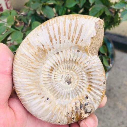 MOKAGY 180G-300G Raw Natural Ammonite Quartz Crystal Fossils Mineral Healing Stone 1pc