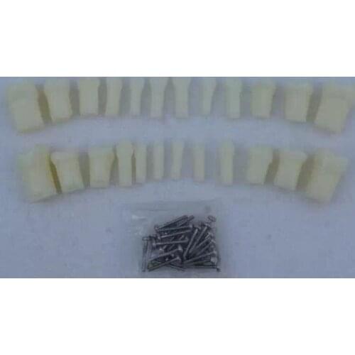 24pcs/set Primary Teeth With Straight Roots, Dental Teeth Model, Teeth Model