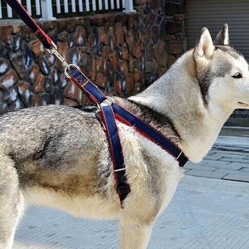 Sanwood Leashes For Dogs