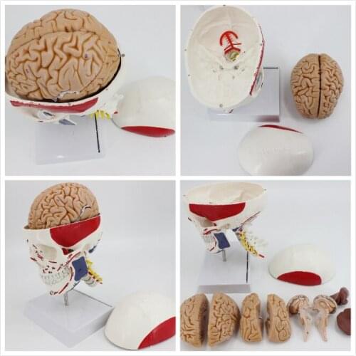 Skull model with muscle coloring skulls 8 parts brain anatomy head model
