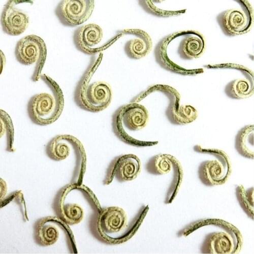 12pcs Dried Fern Fruits Plants Herbarium For Jewelry Postcard Photo Frame Phone Case Bookmark DIY Project Making Accessories