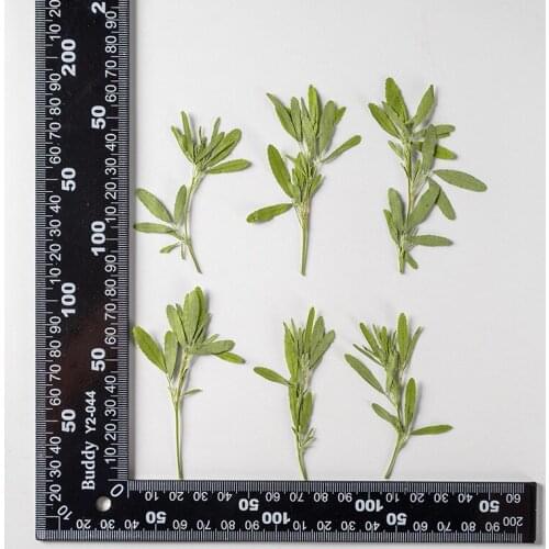 120pcs Pressed Dried Flower Melilotus officinalis Stem Herbarium Bookmark Prop Jewelry Postcard Invitation Card Phone Case DIY