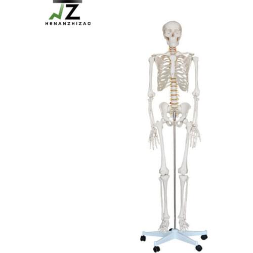 180cm Tall Life Size Skeleton Human Skeleton Anatomical Model