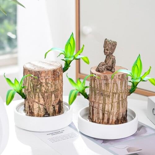 Brazil Wood Hydroponic Potted Plant Indoor Lucky Wood Potted Hydroponic Office Desktop Green Plant Lucky Home Decor Fairy Garden