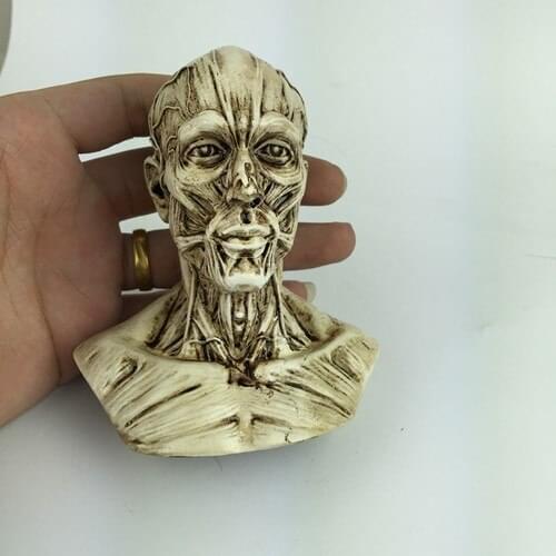 Free shipping Human muscle model carved ferrite still life painting art reference head bust skull model ornaments Landscaping