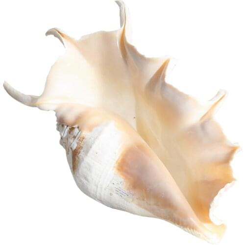 Natural Conch Shell Fish Tank Jewelry Wedding Fish Tank Aquarium Landscaping Decoration Mediterranean Shells Starfishes Specimen
