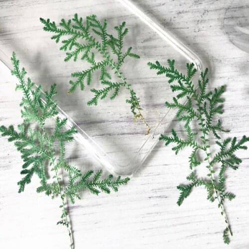 120pcs Pressed Dried Selaginella Uncinat Leaves Plants Herbarium For Jewelry Postcard Phone Case Photo Frame Invitation Card DIY
