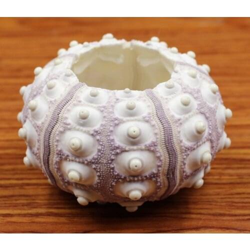 Air Plants Sea Urchin Tabletop Tillandsia Holder Miniature