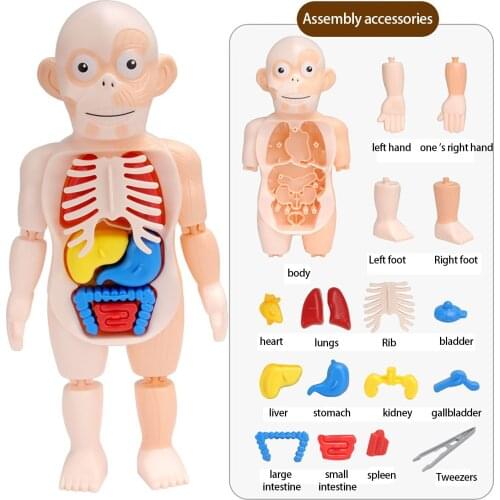 Human Organ Model Diy Assembled Enlightenmen Toys Children Science And Education Biology Kids DIY Science Educational Toy