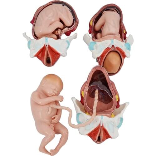 Full Term Fetal Delivery Process Model Infant Birth Process Model Human Anatomy Embryo Development Teaching Model