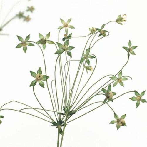60pcs Green 4-5cm Pressed Baixingcao Stalks Flowers Plant Herbarium For Jewelry Postcard Phone Case Candle Craft&Art DIY