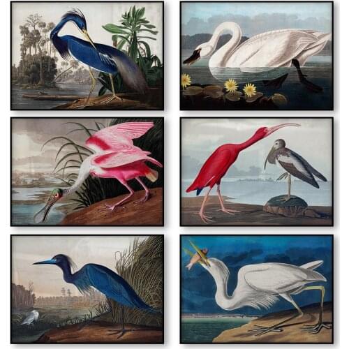 Audubon Vintage Bird Poster Canvas Print Wall Art Picture American Heron Swan Roseate Spoonbill Scarlet Lbis Blue Crane Decor