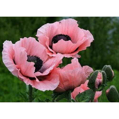 DIY Diamond Painting Stickers Decorative Painting Rhinestone Mosaic Cross Stitch Diamond pattern Diamond embroidery Flower