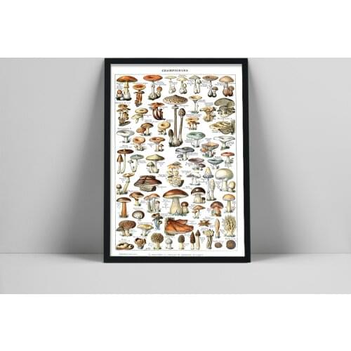 Botanical Educational Poster Mushrooms Identification Reference Chart Diagram Illustration Classroom Wall Art Canvas Painting
