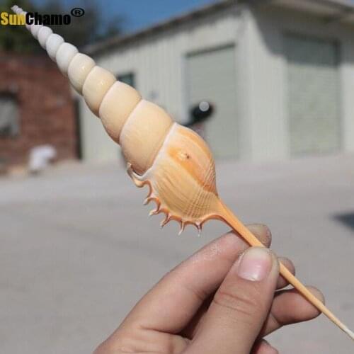 Conch Shell Martin Snail Collection Specimens Snail Mediterranean Home Decoration Creative Gift Pack Micro-landscape Ornaments