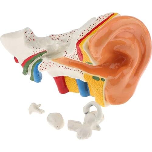 6 Times Enlarged Human Ear Anatomy Model Educational Learning Display Lab Equipment