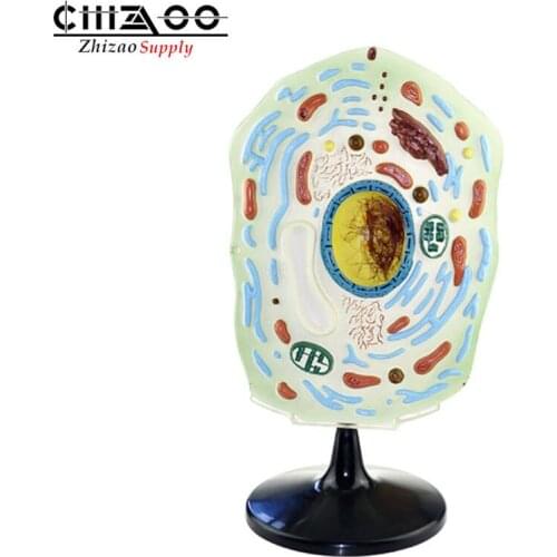 Plant cell model anatomical model for science classroom study teaching model