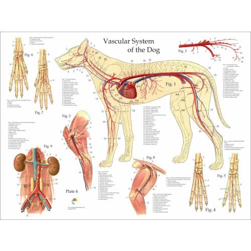 Dog Vascular Blood Vessels Anatomy Veterinary Chart Art print Silk poster Home Wall Decor