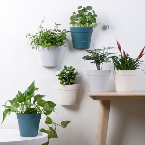 3PCS Wall-Mounted Small Flower Pot Lazy Green Dill Wall Plastic Hanging Flower Pots Decorative Home Garden Tool