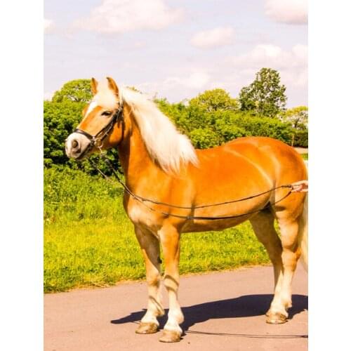 Horse style Embroidery Counted Cross Stitch Kits Needlework - Crafts 14 ct DMC Color DIY Arts Handmade Decor smaller horse