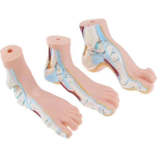 1:1 Human Foot Model Normal / Flat /Arched Foot Model Anatomy Learning