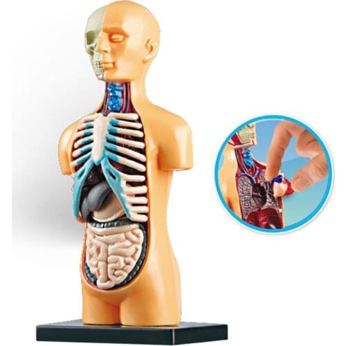Human Body Torso Model Demonstration with Removable Organs Human Anatomy Display Assembly Toys Laboratory Kits