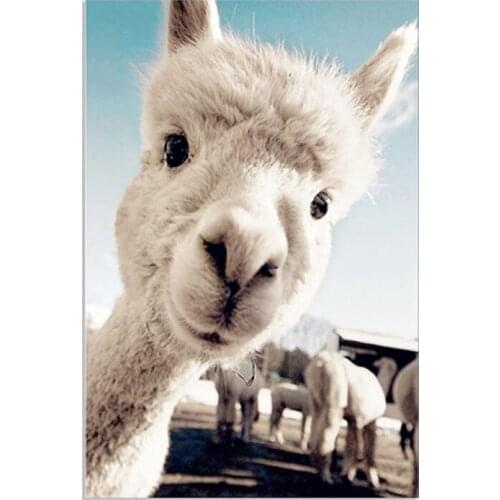 Art Oil Painting Alpaca Poster Animal Print Decorative Canvas Painting Wall Pictures For Living Room Cuadros Decoracion Salon