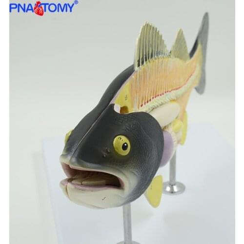 Fish anatomical model fish bone weever anatomy model animal model students studying tool detachable with base colored PNATOMY