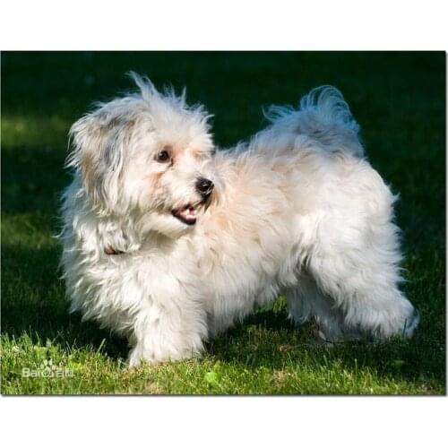 5d Diy diamond painting Maltese dog diamond embroidery rhinestone cross stitch 5d diamond almaznaya mosaic animal puppyZP-991