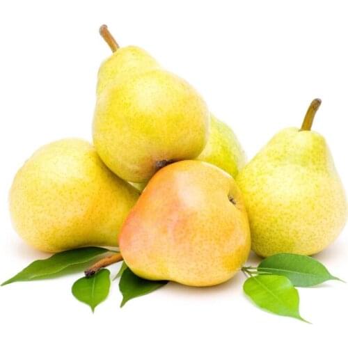 DM SOAP STORE Soap Perfume