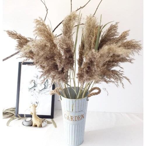 10pcs Natural Real Pampas Grass Large Size Dried Flowers Christmas Wedding Thanksgiving Day Decor Flowers Bouquet Raw Color Reed
