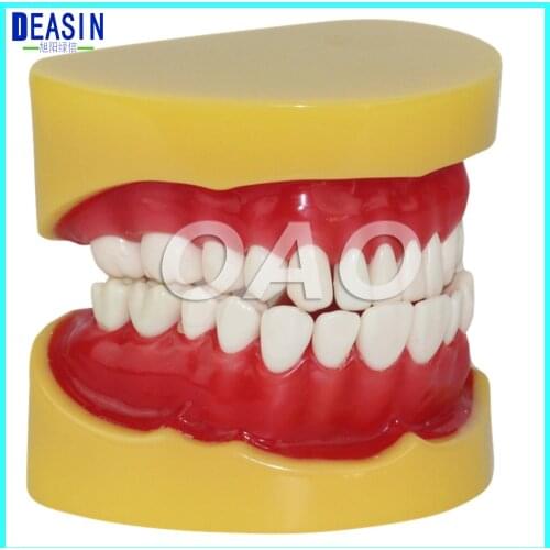 Dental Removable Standard Model Teeth Model with 28 teeth Without Articulator Hard Gum