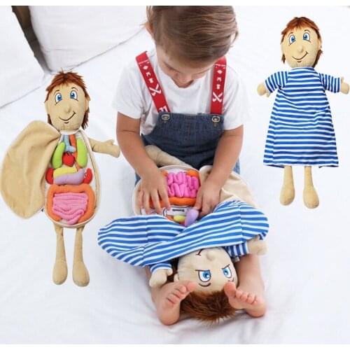 Model Anatomy Doll Educational Soft Toy For Baby Human Torso Body Model Anatomy Anatomical Medical Teaching AID Tool Kids Toys