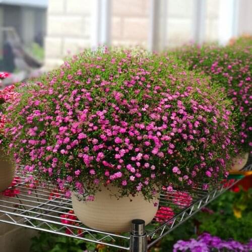 Gypsophila seeds Colorful flowers Planted in winter flower species bloom in four seasons outdoor flower species
